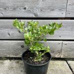 Egreš obyčajný (kríčkový) - zelený (Grossularia uva-crispa) ´MUCURINES´ - neskorý, 20-30 cm, kont.C2L- KRÍKOVÝ